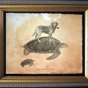 Pu&ograve; includere: Una stampa incorniciata su carta invecchiata color marrone chiaro raffigurante un cane con una pipa in bocca in piedi sul guscio di una grande tartaruga marina, con una tartaruga pi&ugrave; piccola che nuota sotto. Il testo TSM 1.5 e Canis in Mare Turtures &egrave; visibile.
