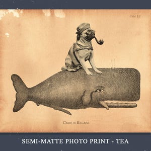 May include: A sepia-toned print featuring a pug wearing a hat and smoking a pipe while sitting on a large whale. The whale has a human eye on its side and an open mouth. The text TSM 1.1 appears in the top right, and Canis in Balena is at the bottom.
