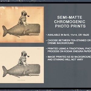May include: A vintage-style illustration of a pug wearing a sailor hat and holding a pipe, riding on the back of a whale. The image is printed on a textured, cream-colored background. The text "SEMI-MATTE CHROMOGENIC PHOTO PRINTS" is printed in black at the top of the image. The text "AVAILABLE IN 8x10, 11x14, OR 16x20" is printed in black below the image. The text "CHOOSE BETWEEN TEA-STAINED OR CREME BACKGROUND" is printed in black below the image. The text "PRINTED USING A TRADITIONAL PHOTO PROCESS ON KODAK ENDURA PAPER" is printed in black below the image. The text "IMAGE PRINTED AS IS/ BACKGROUND AND STAINING WILL NOT VARY" is printed in black below the image.