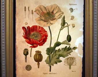 Vintage Poppy Flower Art  Red Poppy  Vintage Poppies Flower Art Print   on Tea Stained Paper       xmas  for momWFH office art