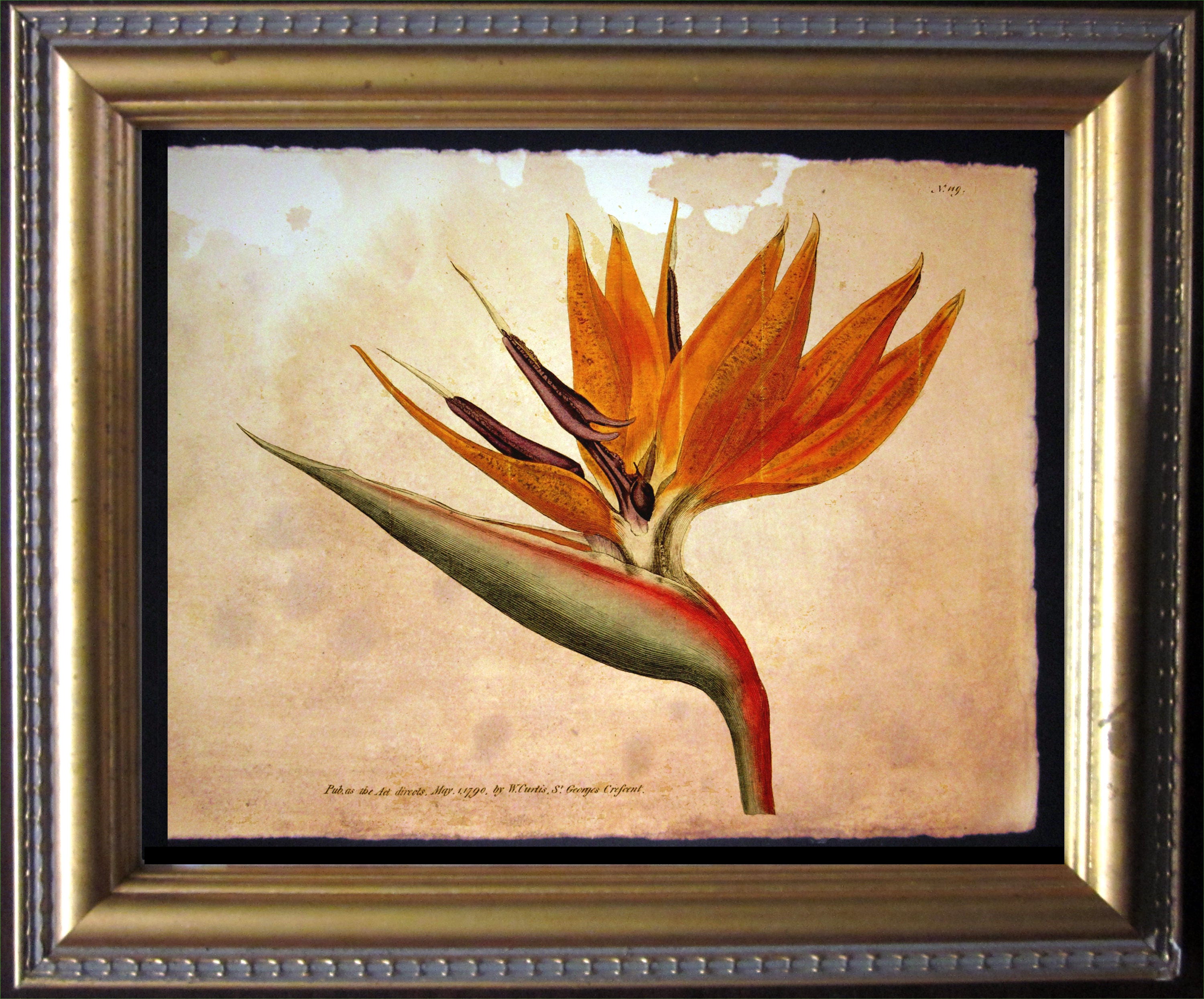 Vintage Bird of Paradise Flower Plant Art Vintage Crane Flower Art