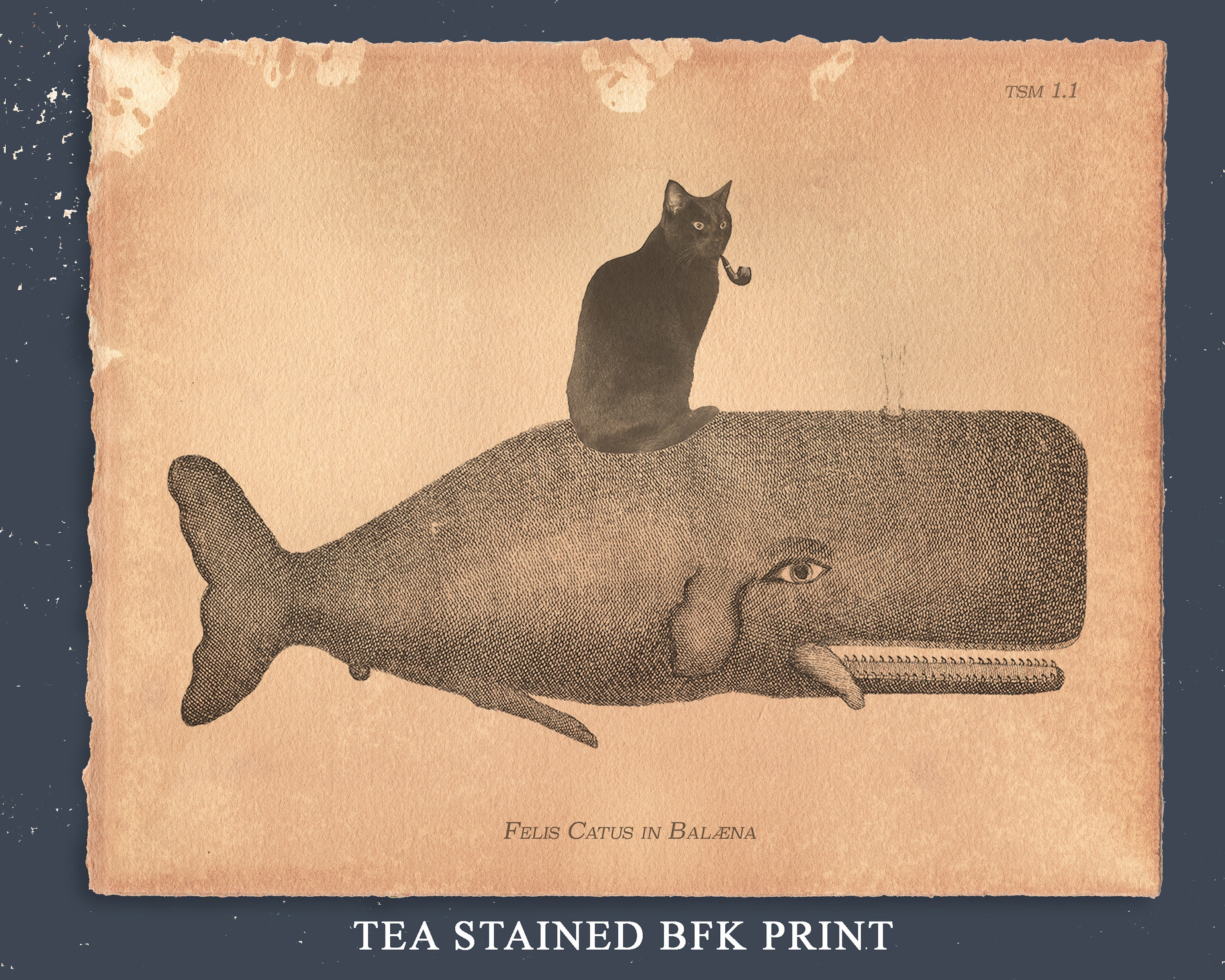 il_fullxfull.4051715375_4csa.jpg
