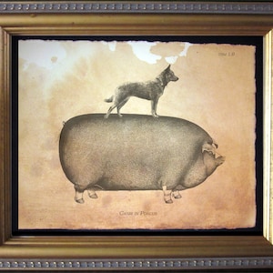 May include: A framed print featuring a black and white illustration of a dog standing on the back of a large pig. The background is a textured, aged tan paper with the text TSM 1.9 in the corner and Canis in Porcus at the bottom center.