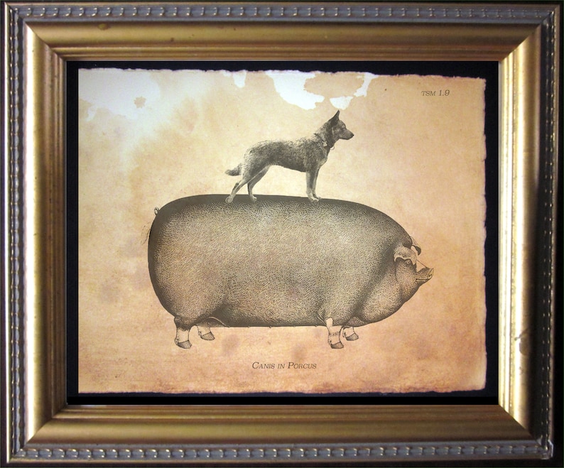May include: A framed print featuring a black and white illustration of a dog standing on the back of a large pig. The background is a textured, aged tan paper with the text TSM 1.9 in the corner and Canis in Porcus at the bottom center.