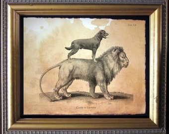 May include: Framed vintage print featuring a dog standing on a lion. The artwork is in sepia tones, with the words "CANIS IN LEONEM" at the bottom. The frame is gold-colored with a black mat.
