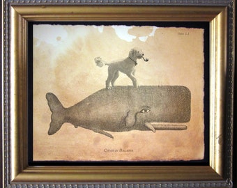 Op de afbeelding: Ingelijste illustratie van een hond met een pijp op een walvis. De lijst is goudkleurig met een zwarte passe-partout. De tekst "CANIS IN BALENA" is zichtbaar.