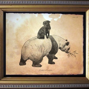 May include: A framed print featuring a black pug puppy sitting on the back of a giant panda eating bamboo. The artwork has a sepia-toned, aged paper background with the text "Canis in Pandam" at the bottom and "TSM: 1.8" in the top right corner.