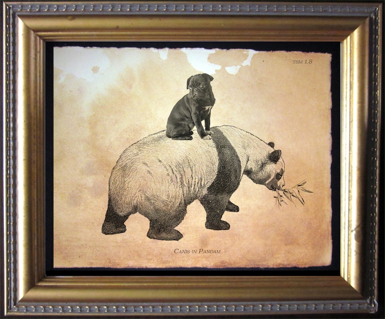 May include: A framed print featuring a black pug puppy sitting on the back of a giant panda eating bamboo. The artwork has a sepia-toned, aged paper background with the text "Canis in Pandam" at the bottom and "TSM: 1.8" in the top right corner.