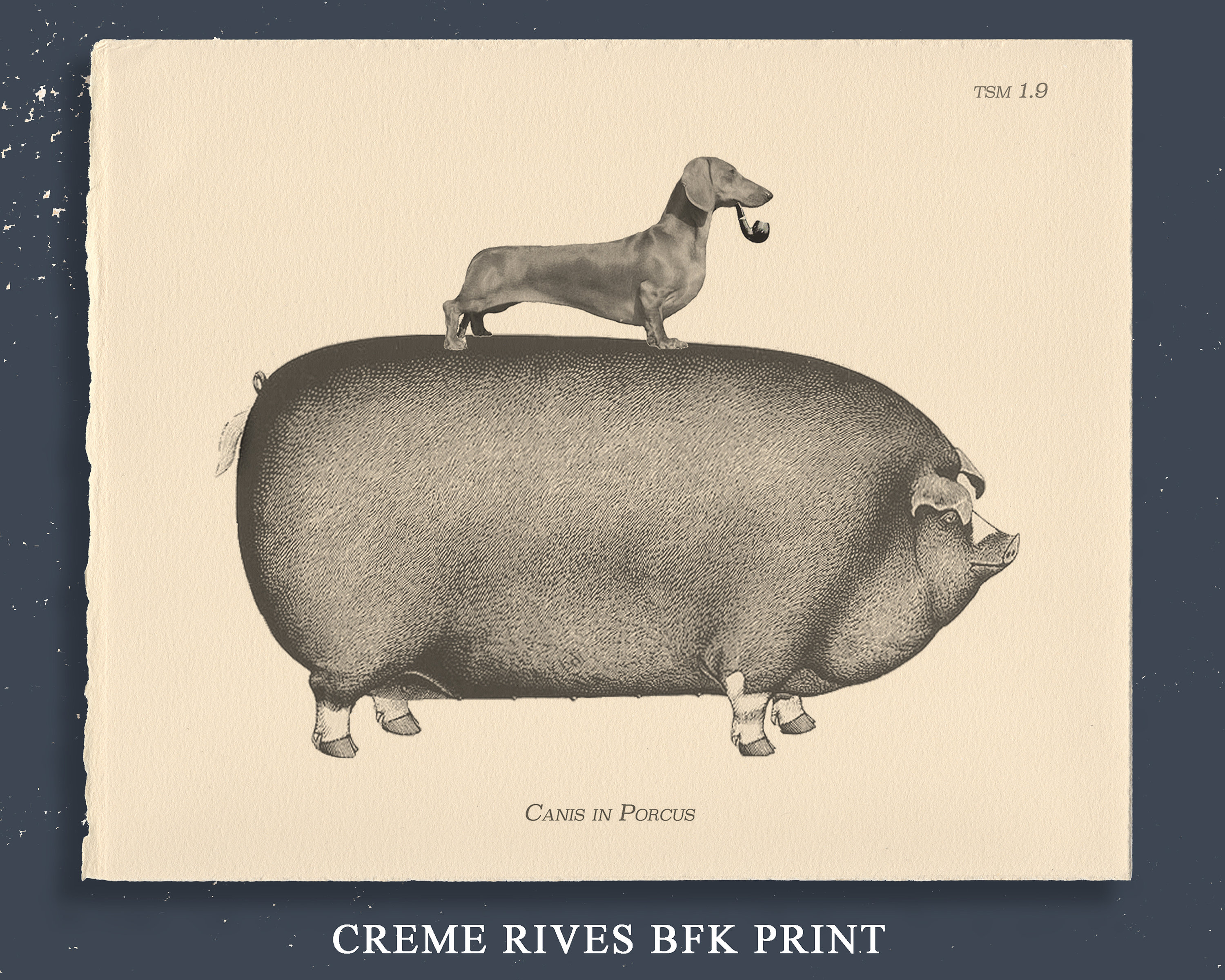 Dachshund Wiener Dog Riding Pig Vintage Collage Print Tea
