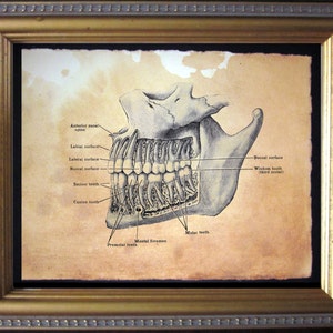 Teeth Diagram Skeleton Art Print  Vintage Anatomy Art Print  on Tea Stained Paper dog art  dog s      xmas  for momdog christmas gift