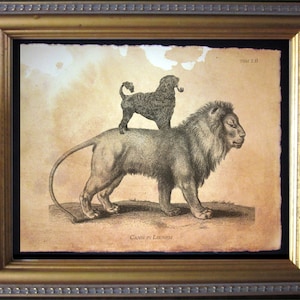 May include: A vintage black and white illustration of a lion with a poodle sitting on its back. The image is titled "Canis in Leonem" and has the number "75M 1.8" in the top right corner.