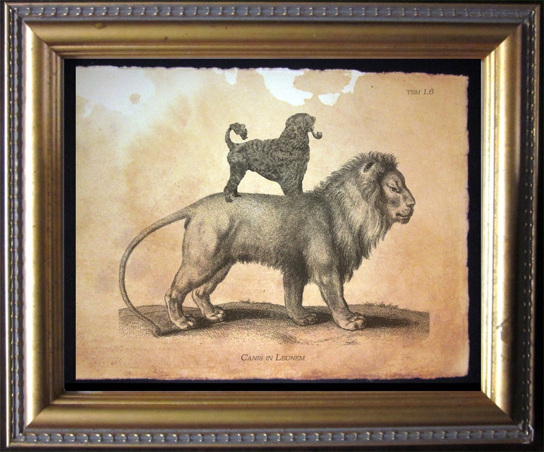 May include: A vintage black and white illustration of a lion with a poodle sitting on its back. The image is titled "Canis in Leonem" and has the number "75M 1.8" in the top right corner.