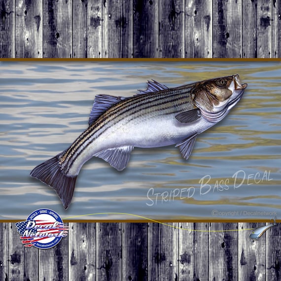 Full color Striped Bass Rock Fish vinyl decal multiple sizes for truck car  suv window tumbler stickers