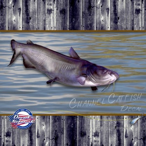 May include: A decal featuring a realistic illustration of a channel catfish swimming in blue water. The decal is surrounded by a brown wooden plank background and includes the text "Channel Catfish Decal".