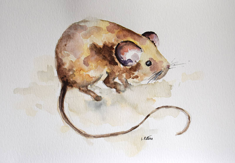 Original Watercolor Painting Cute Field Mouse Animal Etsy