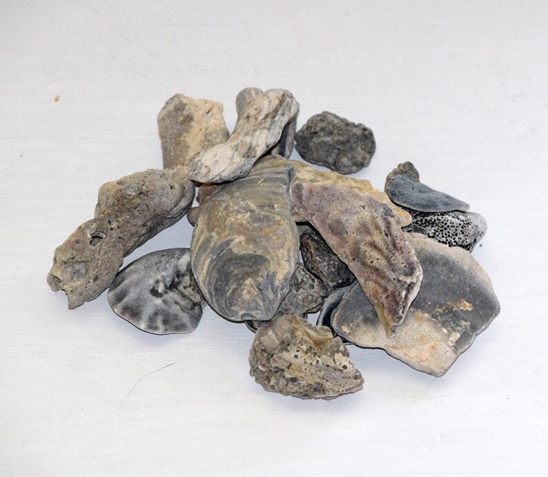 18 Ocean Artifacts Earth Friendly Party Favors. FREE DIY Party Invite with Purchase Archaelogy Fossils for Marine Biology Treasure Dig