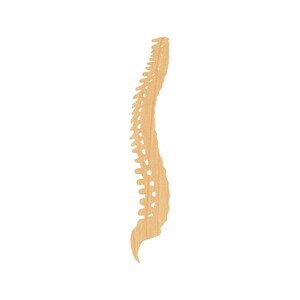 Spine Laser Cut Out Wood Shape Craft Supply - Woodcraft Cutout