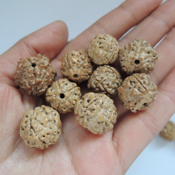 12Pcs 15-18mm graine de Bodhi naturel Rudraksha (W938)