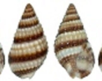 sea shell lot of 100 Nassarius Phyrrus tiny craft aquarium nautical natural E <><
