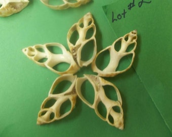 May include: A six-pointed star made from six white seashells with intricate cutouts. The shells are arranged in a symmetrical pattern, creating a delicate and intricate design.