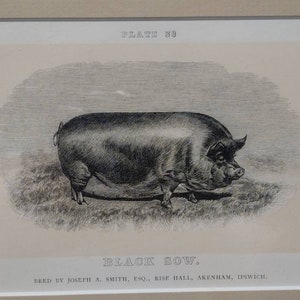 Vintage Engraving Black Sow Plate 38 Farm Animal 10x9 image 2