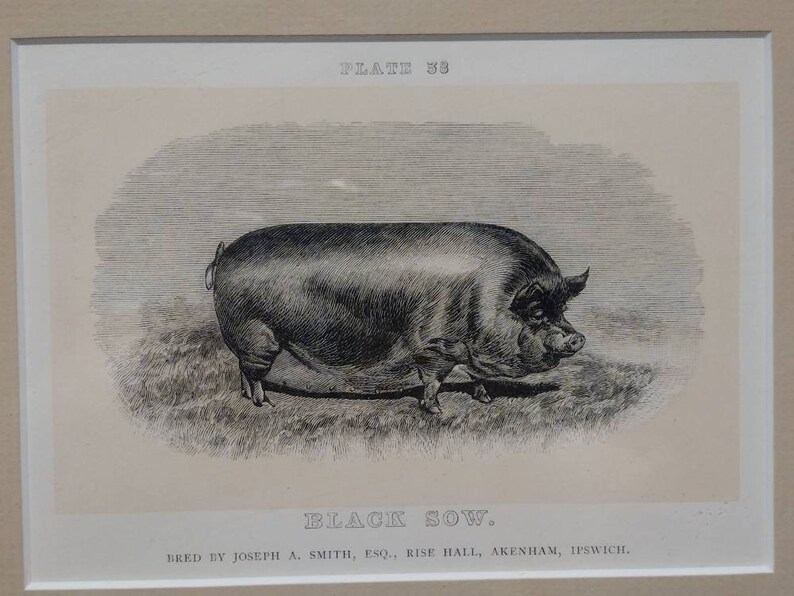 Vintage Engraving Black Sow Plate 38 Farm Animal 10x9 image 2