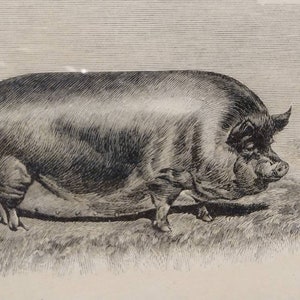 Vintage Engraving Black Sow Plate 38 Farm Animal 10x9 image 5