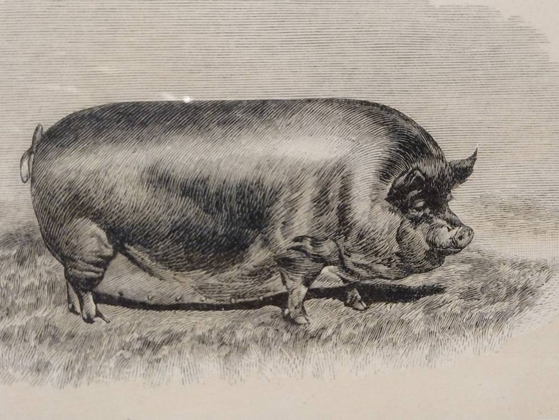 Vintage Engraving Black Sow Plate 38 Farm Animal 10x9 image 5