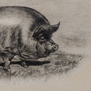 Vintage Engraving Black Sow Plate 38 Farm Animal 10x9 image 6