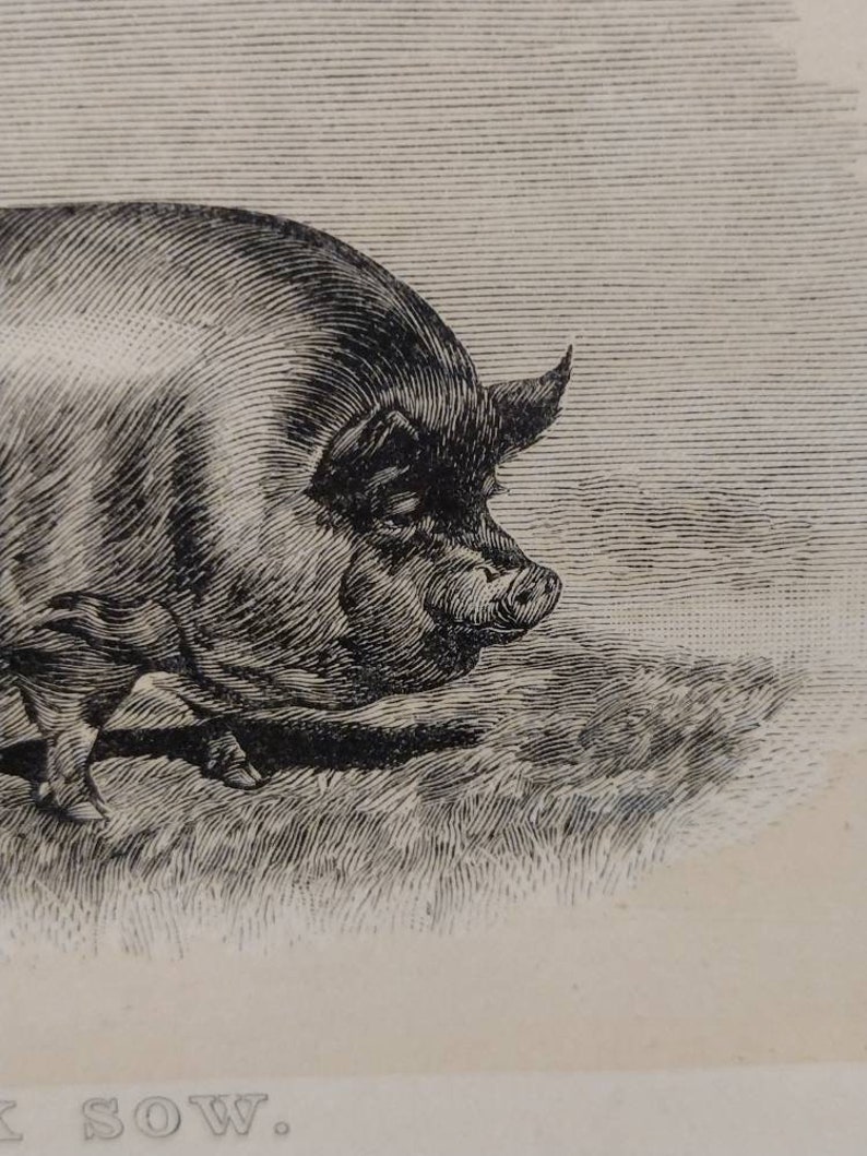 Vintage Engraving Black Sow Plate 38 Farm Animal 10x9 image 6