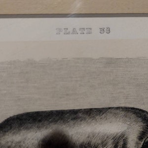 Vintage Engraving Black Sow Plate 38 Farm Animal 10x9 image 3