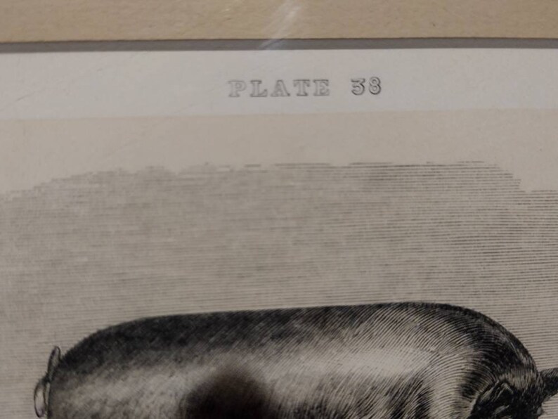Vintage Engraving Black Sow Plate 38 Farm Animal 10x9 image 3