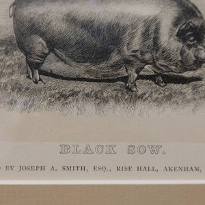 Vintage Engraving Black Sow Plate 38 Farm Animal 10x9 image 4