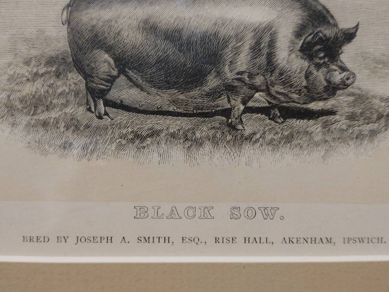 Vintage Engraving Black Sow Plate 38 Farm Animal 10x9 image 4