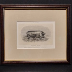 Vintage Engraving Black Sow Plate 38 Farm Animal 10x9 image 1