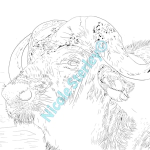 Buffalo Digital Drawing