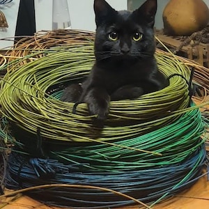 May include: A black cat with yellow eyes sits in a nest of coiled wires, ranging in colour from blue to green and yellow. The wires create a textured, colourful display. A spray bottle and a gourd-shaped object are visible in the background.
