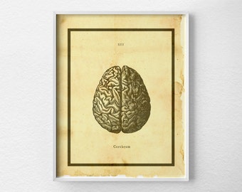 Anatomical Brain Print, Brain Anatomy Art Print, Anatomy Art, Anatomy Print, Brain Illustration, Medical Art, Scientific Brain Print, 0430