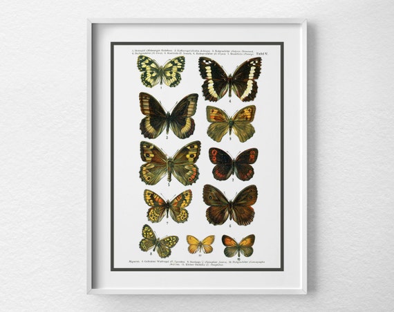 Butterfly Chart Poster