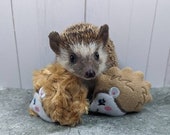 Harriet the Hedgehog Mint Stuffed Fleece Hedgehog Toy Cage Buddy Enrichment Decor Photo Prop