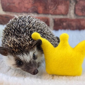 May include: A small hedgehog with brown and white fur is wearing a yellow felt crown. The hedgehog is sitting on a white fluffy surface.