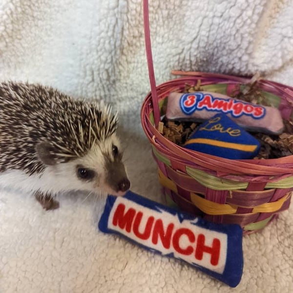 Munch Love Fleece Chocolate Bars Mint Stuffed Candy Hedgehog Toy Cage Buddy Chibi Friend Photo Prop