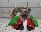 Strawberry Chocolate Dipped Tug Toy Mint Stuffed Hedgehog Enrichment Toy Cage Buddy Photo Prop Enclosure Decor