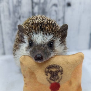 Personalizable Magic Letter Mint Stuffed Hedgehog Toy Small Animal Cage Buddy Photo Prop