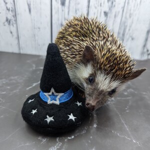 May include: A small hedgehog wearing a black witch hat with a blue star and white stars on the brim. The hat is on a gray surface.