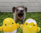 Chicken baby Easter chicks Mint Stuffed Fleece Hedgehog Toy Small Animal Cage Buddy Enticement Photo Prop