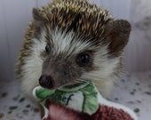 Fin the Hedgie Chef Mint Stuffed Hedgehog Toy Small Animal Cage Buddy