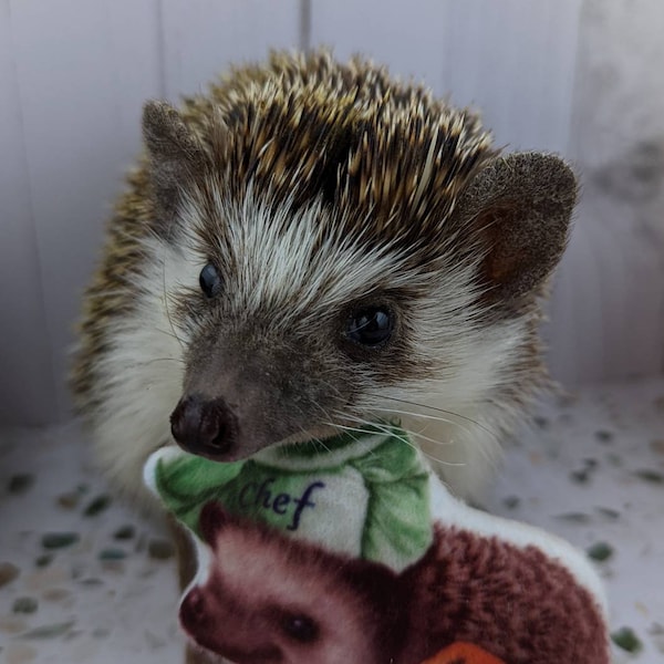 Fin the Hedgie Chef Mint Stuffed Hedgehog Toy Small Animal Cage Buddy