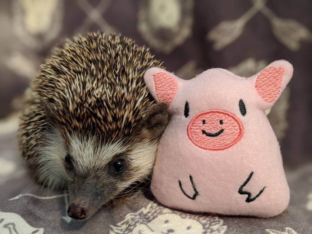 Peluche Per Cani Petface Heston Hedgehog - Con Squeaker, Morbido, Divertente E Resistente