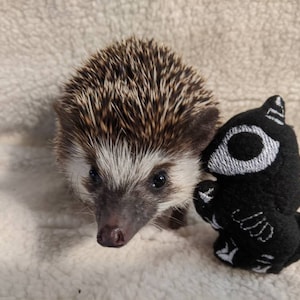 Skeleton Unicorn Glow in the Dark Mint Stuffed Hedgehog Toy Small Animal Cage Buddy